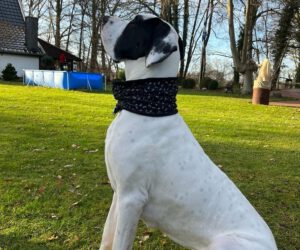 Loop für Hunde