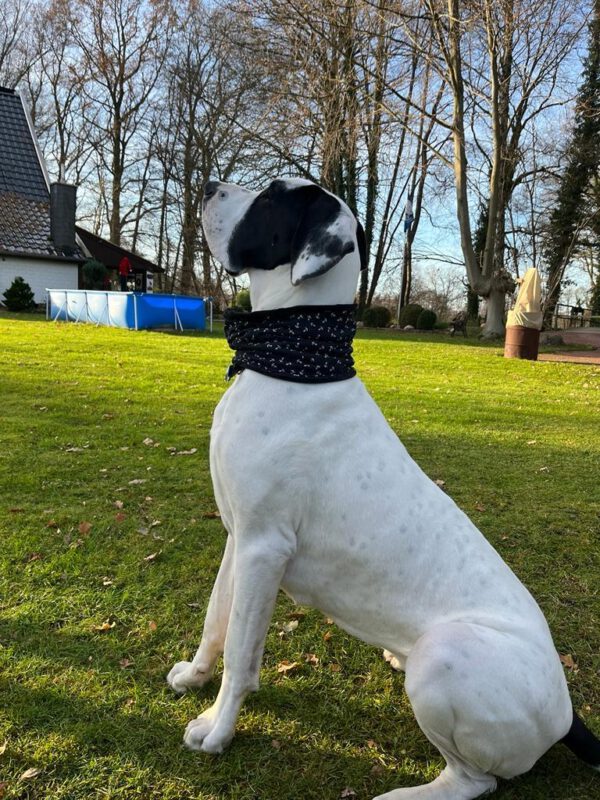 Loop für Hunde