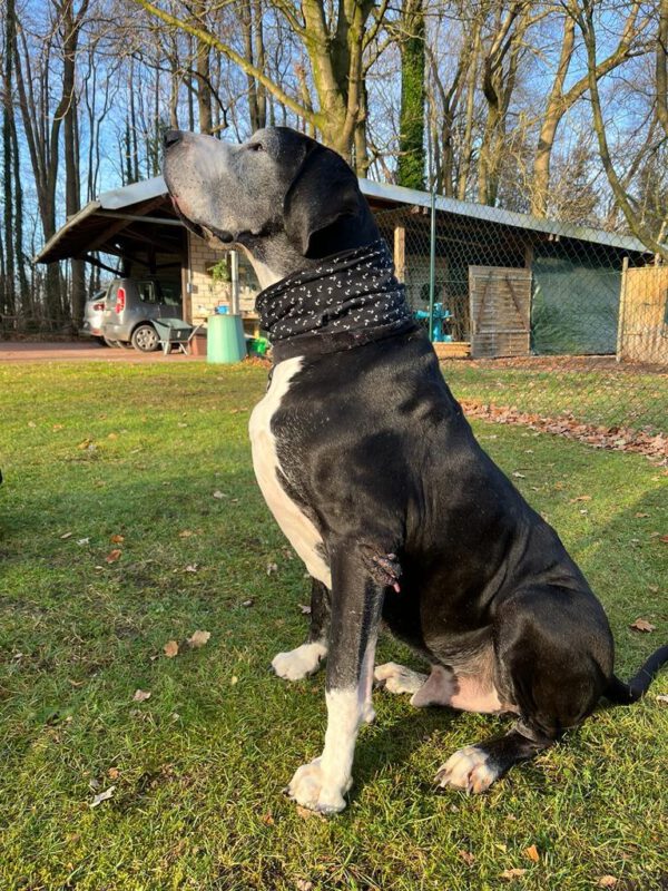 Loop für Hunde