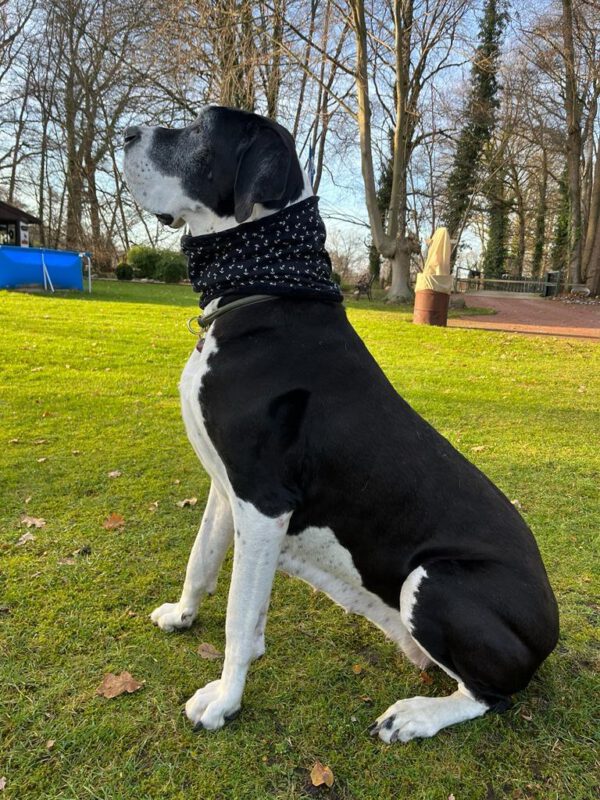 Loop für Hunde