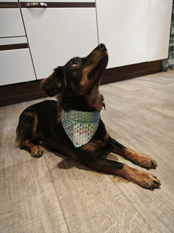 Hundehalstuch für Halsband
