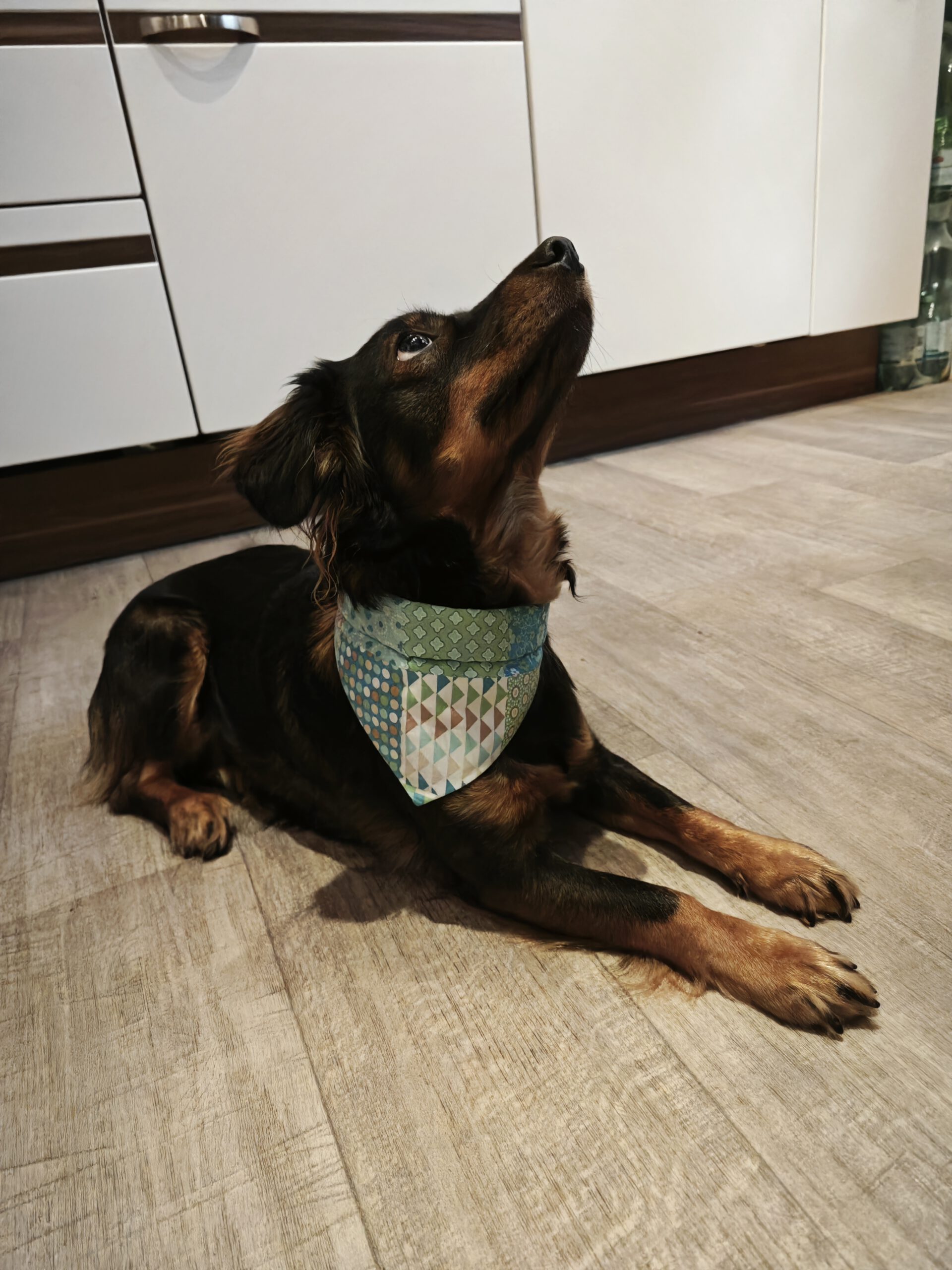 Hundehalstuch für Halsband