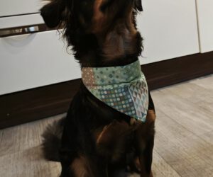 Hundehalstuch für Halsband mit Halsband