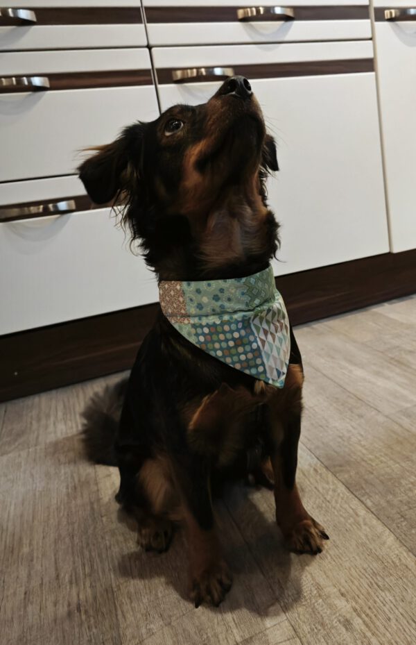 Hundehalstuch für Halsband mit Halsband